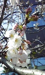 開花.jpg