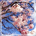桜.jpg