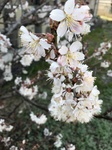 IMG_1879.jpg